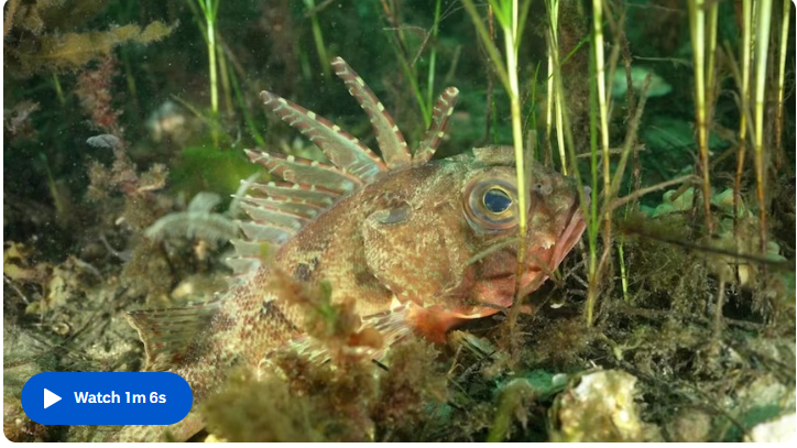 Marine Expedition Reveals Thriving Life At Australia’s Southernmost Reefs