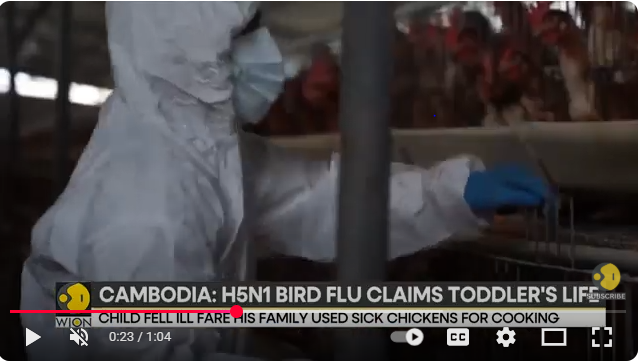Toddler In Western Cambodia Becomes 16th Victim Of Bird Flu This Year