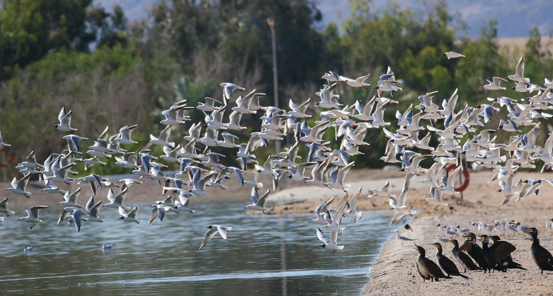 Feature: Jordan Safeguards Millions Of Migratory Birds Journeying Along Vital Flyway