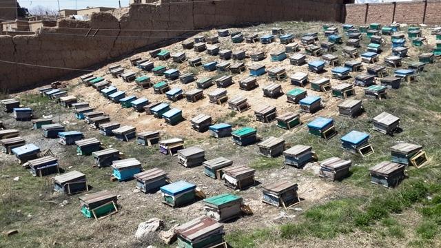 Afghanistan’s Kandahar Exports Six Tonnes Of Honey This Year