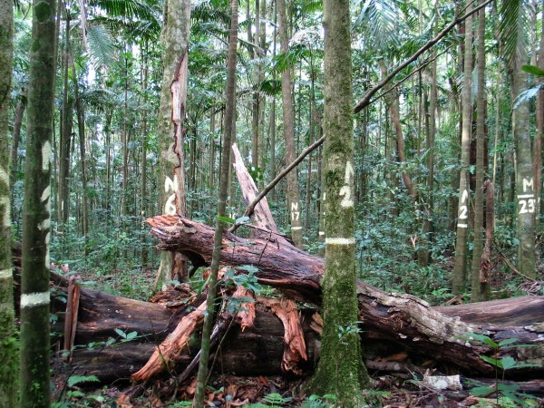 Australia’s Rainforests First To Switch From Carbon Sink To Source: Study