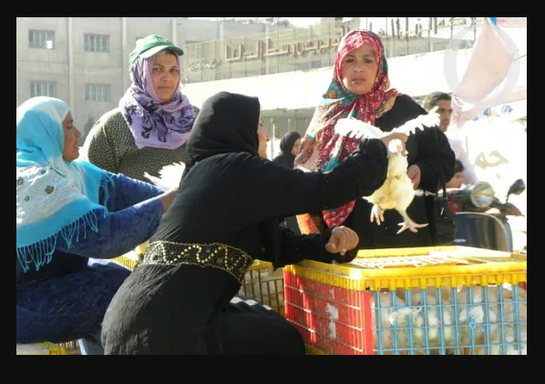 Feature: Egypt-China Poultry Project Empowers Rural Egyptian Women With Increased Income