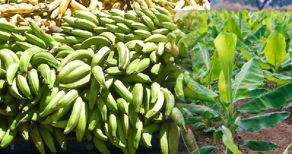 Farmers Day: Ghana declares Dec 5 Public Holiday