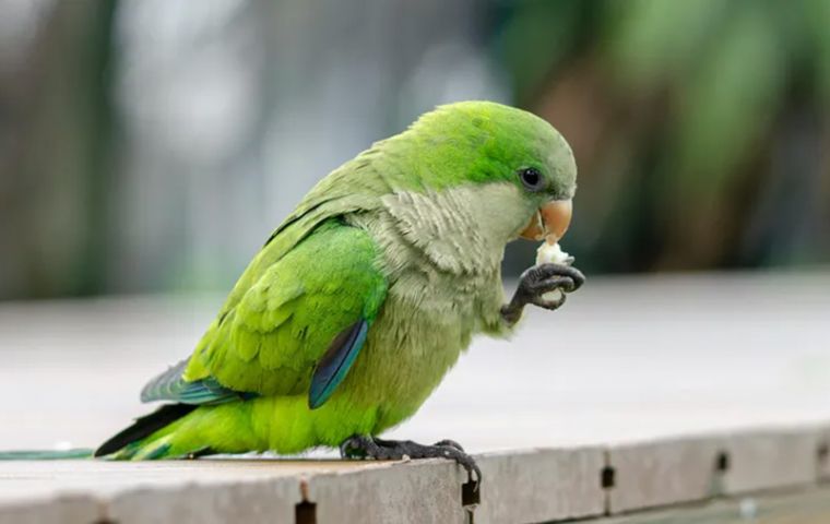 Uruguay approves mass culling of parakeets to save crops